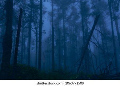 Fog-covered Forest At Dusk With A Blue Sky That Makes It Look Like A Horror Story