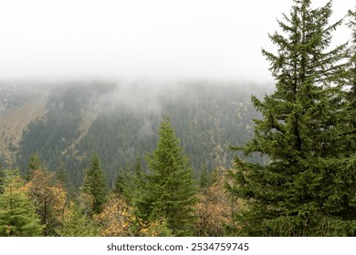 Fog-covered mountain landscape with lush green pine trees and a dense forest. Concept of serene nature, misty atmosphere, and peaceful outdoor environment on a cloudy day. High quality photo - Powered by Shutterstock