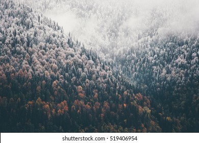 Foggy Autumn Coniferous Forest Landscape aerial view background Travel serene scenic view 