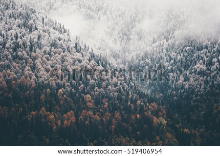Foggy Autumn Coniferous Forest Landscape aerial view background Travel serene scenic view 