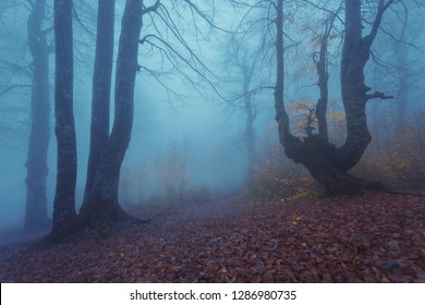 Foggy autumn forest - Shutterstock ID 1286980735