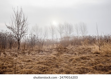 A foggy autumn landscape with bare trees and dry grass in a field - Powered by Shutterstock