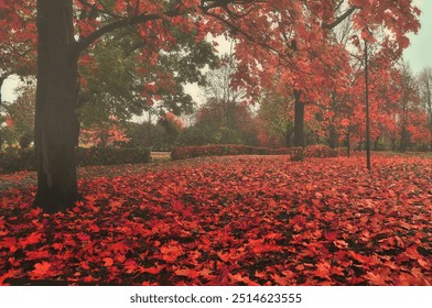 Foggy autumn landscape - autumn bare trees with autumn fallen leaves in the park in dense fog, mysterious landscape autumn view, creative filter applied - Powered by Shutterstock