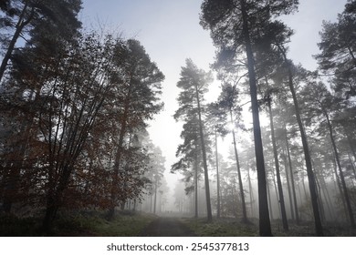 A foggy autumn morning in the forest, where sunlight filters through tall trees, creating a serene and atmospheric scene. The misty pathway adds to the peaceful, quiet beauty of the woodland. - Powered by Shutterstock