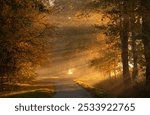 Foggy autumn morning, oak alley in the sunlight