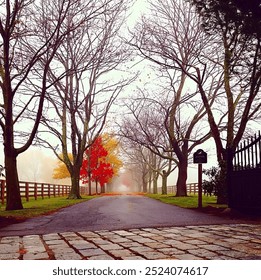 A foggy autumn morning pathway lined with bare trees and colorful foliage - Powered by Shutterstock