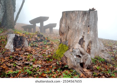 Foggy Autumn Scene with Tree Stump. A serene autumn landscape featuring a moss-covered tree stump surrounded by colorful fallen leaves. - Powered by Shutterstock