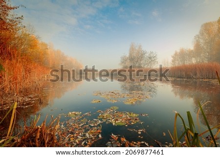 Foggy autumn sunrise on a lake coast with reeds. Colorful fallen leaves and water lilies on the still water of a forest pond.