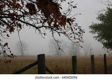 foggy background trees