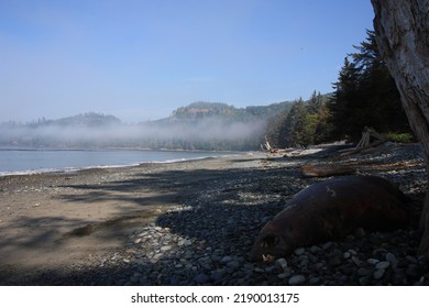 A Foggy Beach With A Dead Seal.