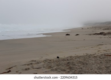 Foggy Beach In Northern California 