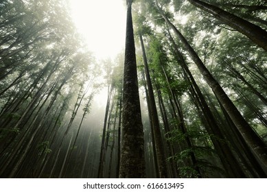 Foggy Beech Forest