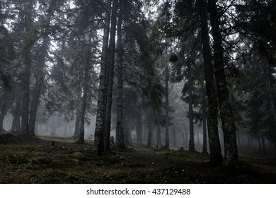 Foggy Dark Forest With A Black Slope