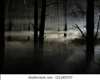 Foggy And Dark Woods At Night, Mystery  Forrest 