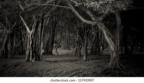 Туманный затемненный путь, ведущий через голые деревья парка.