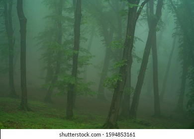 Hoia Forest High Res Stock Images Shutterstock