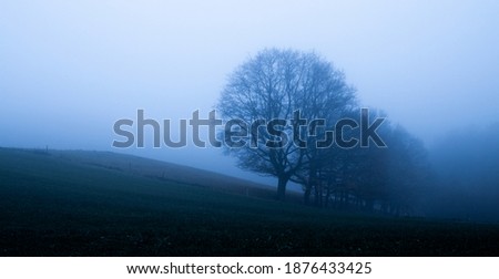 Foggy day in late autumn