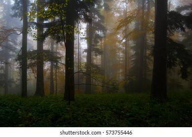 Foggy Day On Medvednica Mountain Near Zagreb