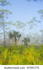 Foggy early morning in Corkscrew Swamp Sanctuary, Florida . Pine flatwood.