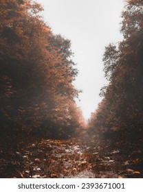 Foggy fall day, looking down an unbeaten path.
