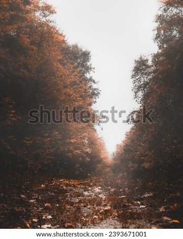 Foggy fall day, looking down an unbeaten path.