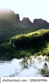 Foggy at the forest.