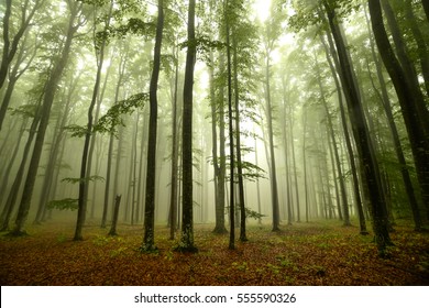 Foggy Forest 