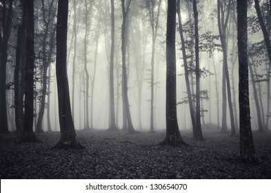 Rain Forest Night Stock Photos, Images & Photography | Shutterstock