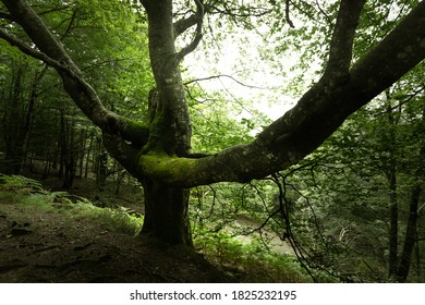 Foggy Forest Of Artikutza At The Basque Mountains.