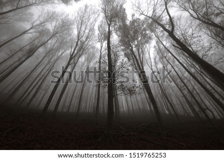 Similar – Image, Stock Photo Lost Forest Fog Tree