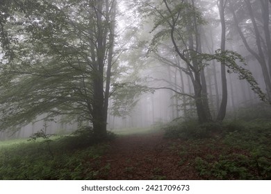 Foggy forest in the Balkan Mountains, Bulgaria