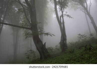 Foggy forest in the Balkan Mountains, Bulgaria