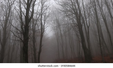 Foggy Forest Black Trees Stock Photo 1930584644 | Shutterstock