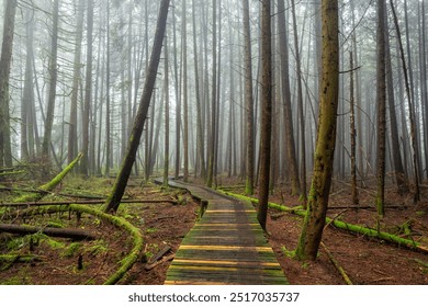 Foggy forest boardwalk in Delta, BC - Powered by Shutterstock