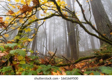 Foggy Forest Fall Colors In Forest Park Portland Oregon