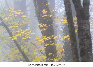 Foggy Forest Fall Colors In Forest Park Portland Oregon