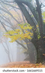 Foggy Forest Fall Colors In Forest Park Portland Oregon