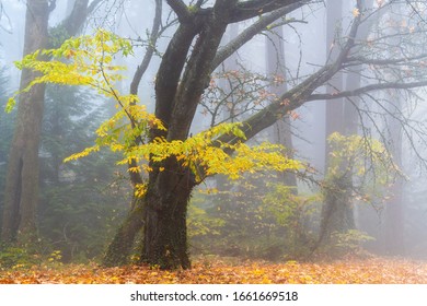 Foggy Forest Fall Colors In Forest Park Portland Oregon