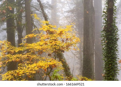 Foggy Forest Fall Colors In Forest Park Portland Oregon