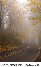 Foggy Forest Fall Colors In Forest Park Portland Oregon