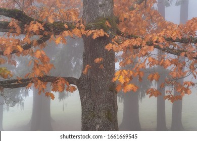 Foggy Forest Fall Colors In Forest Park Portland Oregon