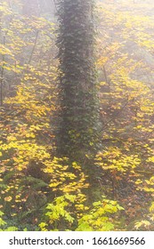 Foggy Forest Fall Colors In Forest Park Portland Oregon