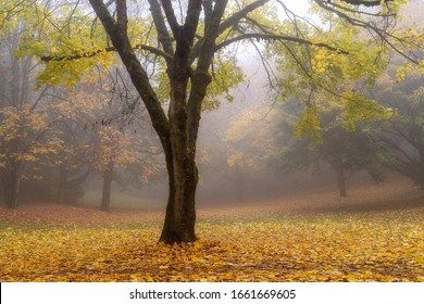 Foggy Forest Fall Colors In Forest Park Portland Oregon