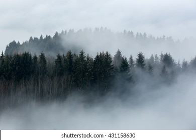 Foggy forest in a gloomy landscape - Powered by Shutterstock
