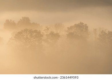 Foggy forest at golden hour