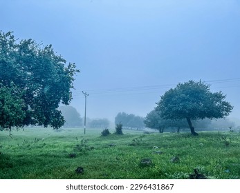 foggy forest, foggy morning, foggy road, foggy tree