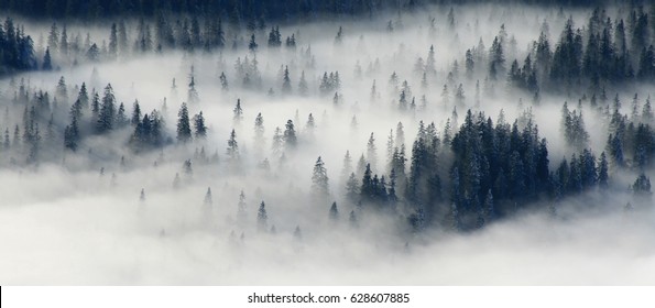 Foggy Forest Mountain