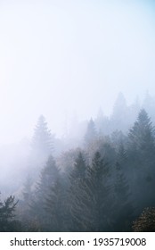 Foggy Forest Nature Photography Background