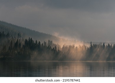 Foggy forest in navardalen sweden