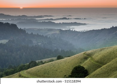 Foggy Forest And Ocean Sunset Of Santa Cruz Mountains. Russian Ridge Open Space Preserve, San Mateo County, California, USA.